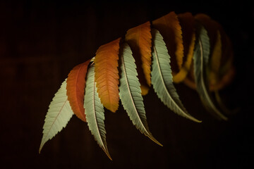 Autumn colors - rusty leaves of staghorn sumac, rhus typhina