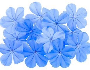 Isolated image of beautiful plumbago blossoms on png file at transparent background.