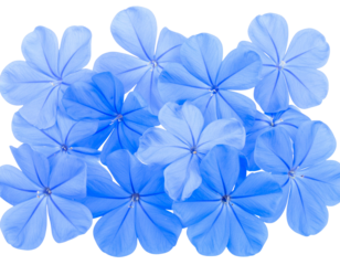 Isolated image of beautiful plumbago blossoms on png file at transparent background.