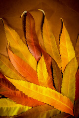 Autumn colors - rusty leaves of staghorn sumac, rhus typhina