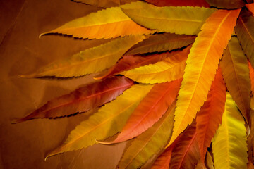 Autumn colors - rusty leaves of staghorn sumac, rhus typhina