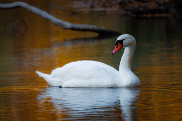 Fototapeta premium A lone white swan floats through golden reflections on a calm lake—autumn leaves paint the water in warm hues at Zalew Zemborzycki, Poland