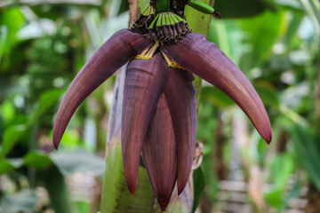 Close up of a bunch of unripe green bananas with banana flower. Tropical agricultural scene with fresh fruit and natural vegetation.