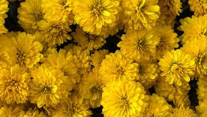 Close up of many small yellow chrysanthemums. Floral texture and pattern for decoration, design, and nature concepts.