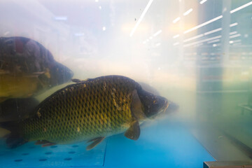 River carp fish swims in a store aquarium.