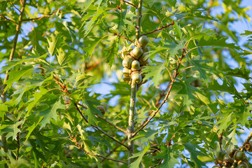 Oak tree with green leaves and young acorns against the blue sky.
