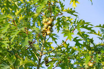 Oak tree with green leaves and young acorns against the blue sky.