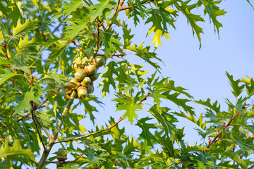 Oak tree with green leaves and young acorns against the blue sky.