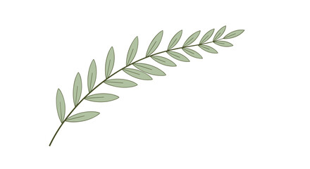 Obraz premium A single olive branch with multiple light green leaves curves upward to the right on a white background.