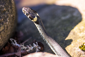 Grass-snake