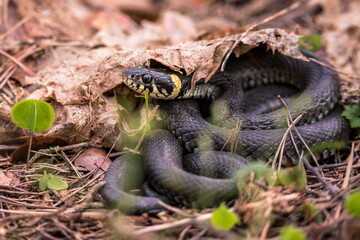 Grass-snake