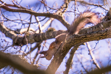 Squirrel