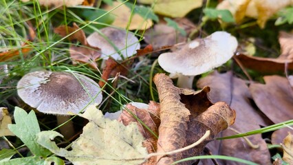 Autumn leaves and mushrooms on forest litter — natural texture, seasonal atmosphere, ecological aesthetics for design, education, and editorial content