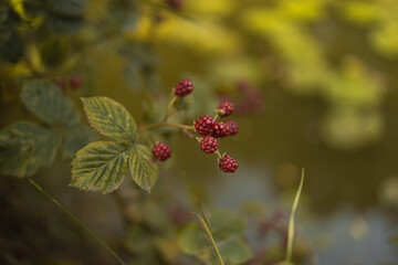 Close-up of unripe red blackberries growing on a bush near a pond in soft golden sunlight. Natural summer background with bokeh effect, symbolizing growth, harvest, and wild nature beauty.