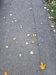 Autumn Yellow Leaves Scattered on Asphalt Path