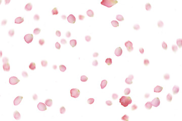 Abundant Pink Petals Scattered on Transparent PNG, White Background, Ideal for Digital Art, Invitations, Scrapbooking, and Creative Projects Requiring a Playful, Light, and Festive Floral Element

