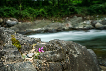 The Storm Stream in the Black Sea is flowing with enthusiasm
