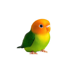 Colorful small bird with orange head and green body on white background