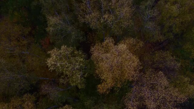 Drone flight over the forest in autumn with a view of the treetops