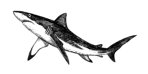Great white shark sketch hand drawn with pencil textures line art. Black vector monochrome design inspired by marine wildlife. Perfect for logo design textile print tattoo drawing engraving and more.