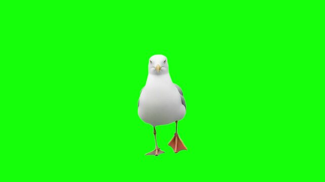 3d realistic Seagull walking loop animation in front view on Green Screen, 4k high resolution of a Big seagull or Pacific albatross walk on chroma key, can change the background