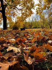 Dog walking through autumn leaves in forest park
