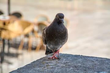 Close-up portrait of a single urban pigeon standing on a stone ledge, looking directly at the camera. Soft, blurred bokeh background of a city plaza or cafe.