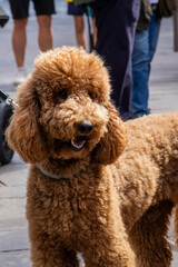 Brown poodle standing outdoors looking at camera