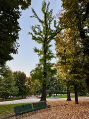 Park Bench with Tall Trees in Autumn