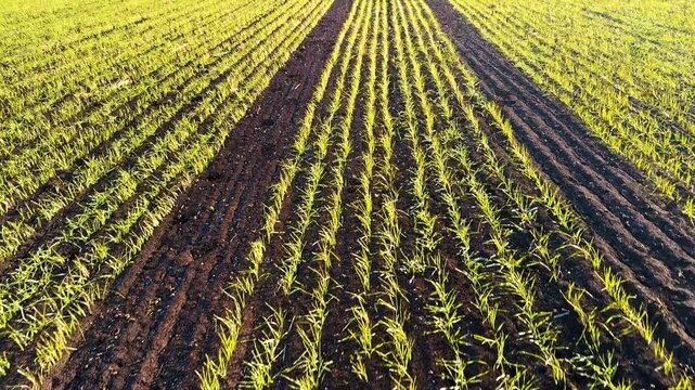 winter wheat sprouted in autumn, spring is coming soon and a new