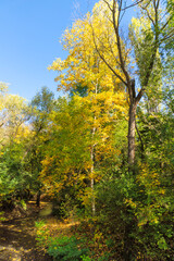 Autumn Landscape of South Park in city of Sofia, Bulgaria