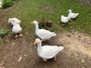 Gänse auf einem Bauernhof in Klütz an der Ostseeküste