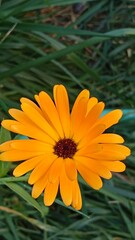 orange flower in the garden