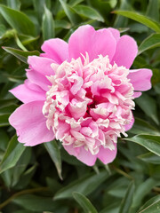 Fototapeta premium Pink Peony Flowers Blooming in Garden Natural Spring Beauty