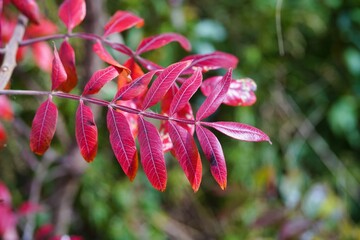 Winged sumac is a species of flowering plant in the cashew family (Anacardiaceae) that is native to eastern North America. 