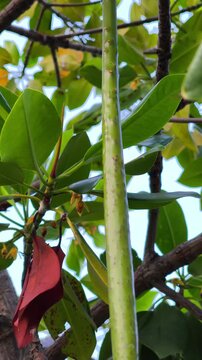 Green mangrove propagule growing straight from tropical coastal tree
