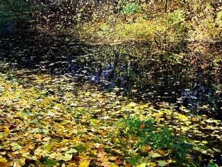 autumn trees reflection on the pond surface, amazing golden fall in the park, colorful leaves