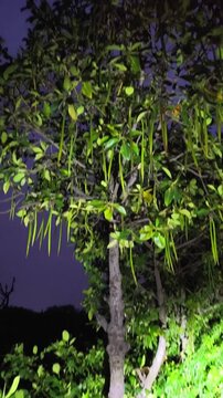 Mangrove tree with long green propagules illuminated at night
