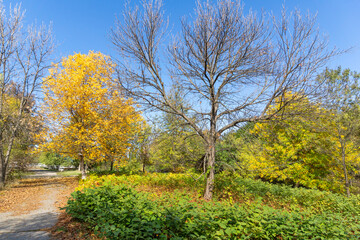 Autumn Landscape of South Park in city of Sofia, Bulgaria