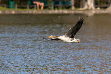 The flying greylag goose, Anser anser is a species of large goose