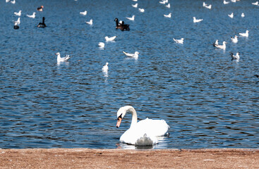 Swans and seagulls in a pond in Hyde Park in London on a sunny day