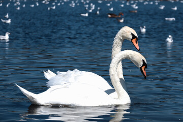 Swans and seagulls in a pond in Hyde Park in London on a sunny day