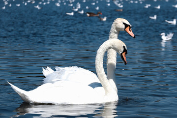 Naklejka premium Swans and seagulls in a pond in Hyde Park in London on a sunny day