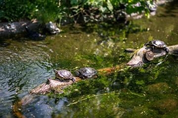 water turtles