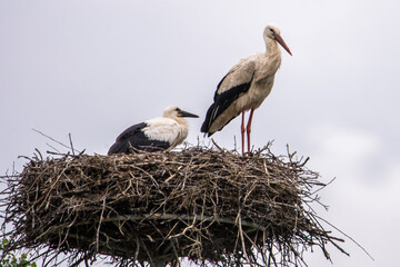 White stork