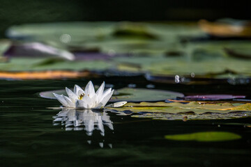 Water lilies
