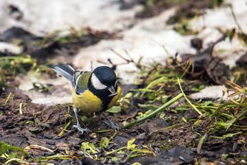 The great tit © zamass