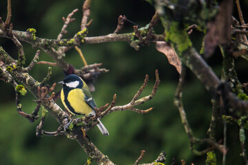 The great tit © zamass