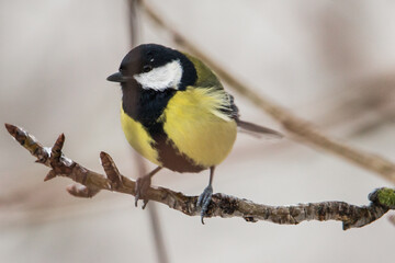 The great tit © zamass
