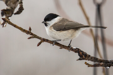 Common Grey Tit © zamass